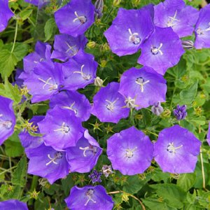 Zvonček karpatský - Campanula carpatica ´Blaue Clips´, kont. P9